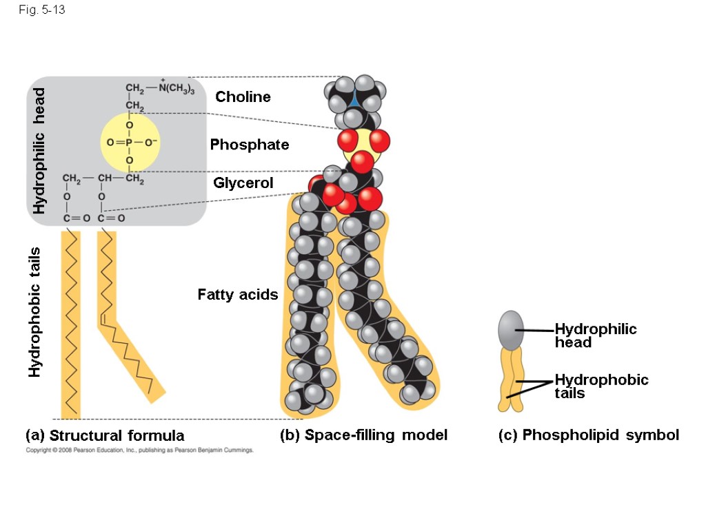 Fig. 5-13 (b) Space-filling model (a) (c) Structural formula Phospholipid symbol Fatty acids Hydrophilic